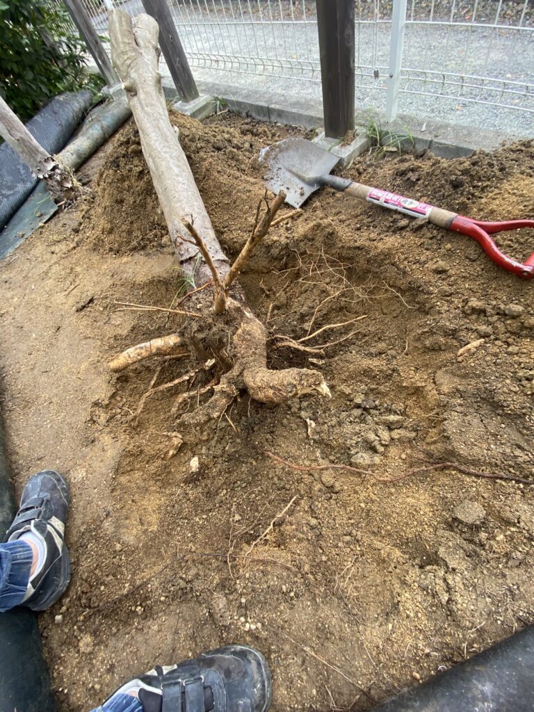 奈良県生駒市　抜根作業